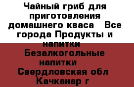 Чайный гриб для приготовления домашнего кваса - Все города Продукты и напитки » Безалкогольные напитки   . Свердловская обл.,Качканар г.